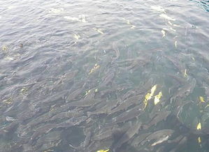 屋頂建個魚塘就不怕熱了 網友 你想過魚的感受嗎 路由器IT網