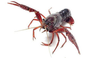 長見識(shí)了 養(yǎng)蝦還有那么多品種可以選擇