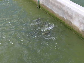 生態(tài)養(yǎng)殖,助力水產(chǎn)養(yǎng)殖走上現(xiàn)代化發(fā)展之路