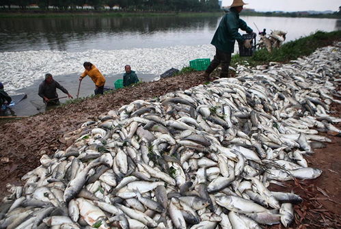 水產(chǎn)養(yǎng)殖風險大,這些保險,能讓你把養(yǎng)殖風險降最低