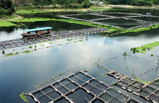 網箱養魚的注意事項