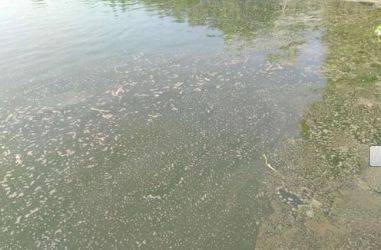 水產(chǎn)養(yǎng)殖一直強(qiáng)調(diào)解毒,解毒到底怎么解 實(shí)戰(zhàn)達(dá)人告訴你如何正確解毒