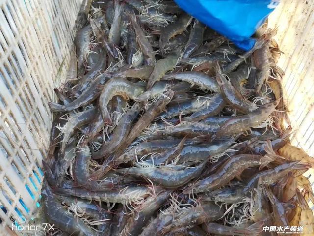 攻克對蝦養(yǎng)殖難題,養(yǎng)蝦畝利潤可超3萬元