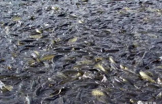 我國目前魚病流行現(xiàn)狀及其嚴重性的表現(xiàn)