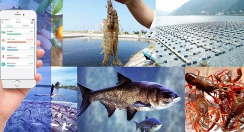 新時代水產養殖的關鍵,技術力量才是核心靈魂