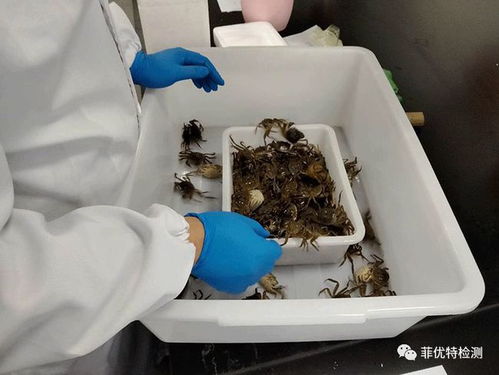 你負責(zé)水產(chǎn)養(yǎng)殖,我們負責(zé)病害檢測 菲優(yōu)特降低各類水產(chǎn)養(yǎng)殖風(fēng)險