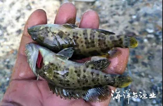 點贊 2020年廣東十大名優(yōu)水產(chǎn)品榜單出爐