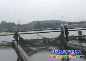 楊國(guó)明 內(nèi)循環(huán)養(yǎng)殖創(chuàng)造水產(chǎn)品高產(chǎn)奇跡