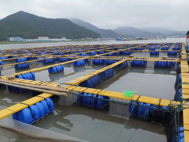 【關注】國內(nèi)首家!象山漁企獲評國家級岱衢族大黃魚良種場