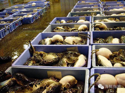 往期精選|美無(wú)度、禍無(wú)涯:紅鰭東方鲀,美味與毒性并存