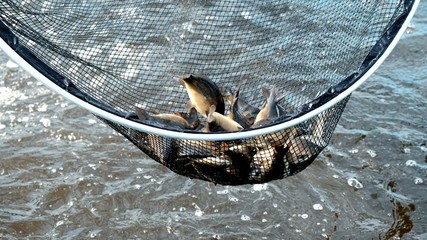 養(yǎng)魚(yú)不換水 種菜不施肥 一水雙收效益高