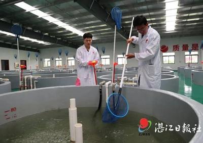 在湛江這里,誕生了海水養(yǎng)殖種業(yè)的"中國芯"