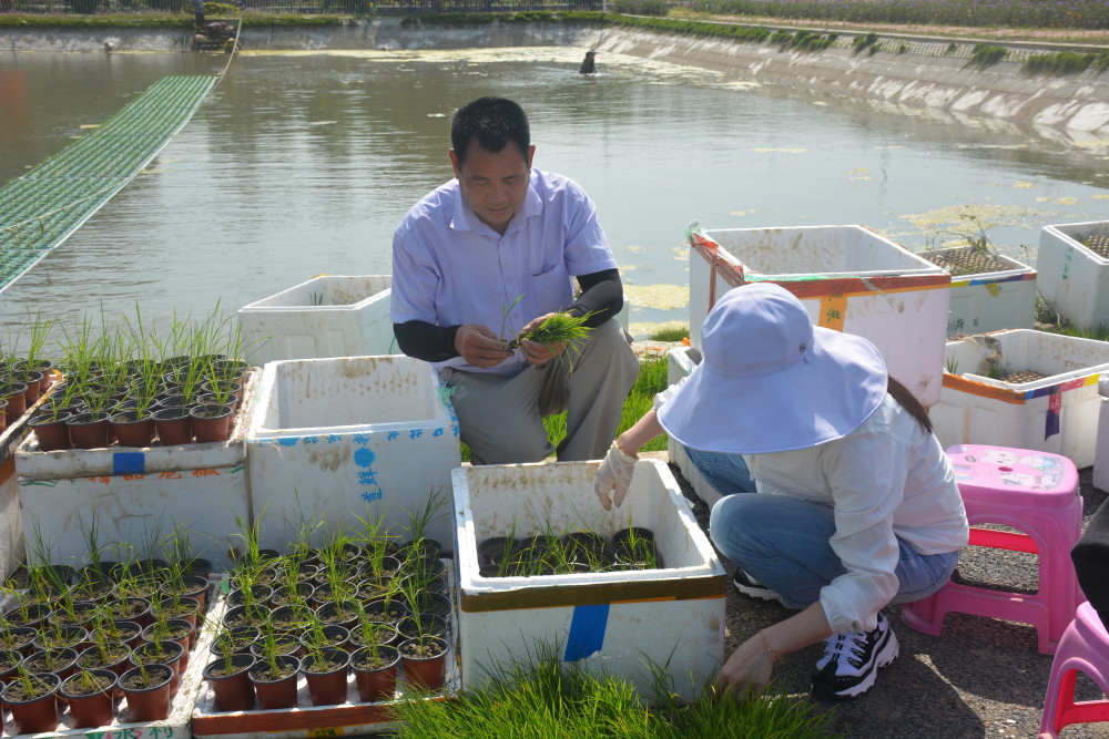 魚塘種稻,藏糧于&ldquo;水&rdquo;,稻漁綜合種養技術&ldquo;輕騎兵&rdquo;在行動