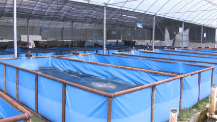 高原冷水魚&ldquo;游&rdquo;出致富新路徑