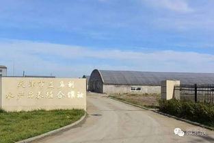 這個(gè)冬天,北辰人民菜籃子里怎能只有蘿卜白菜