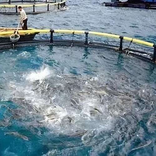 晶合物聯(lián) 智慧水產(chǎn)養(yǎng)殖技術(shù)驅(qū)動產(chǎn)業(yè)升級，融合農(nóng)家樂休閑觀光服務(wù)