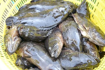 銀海區(qū)石斑魚豐收季 金虎、龍膽珍珠組團(tuán)來“報到”，推動水產(chǎn)養(yǎng)殖技術(shù)新發(fā)展